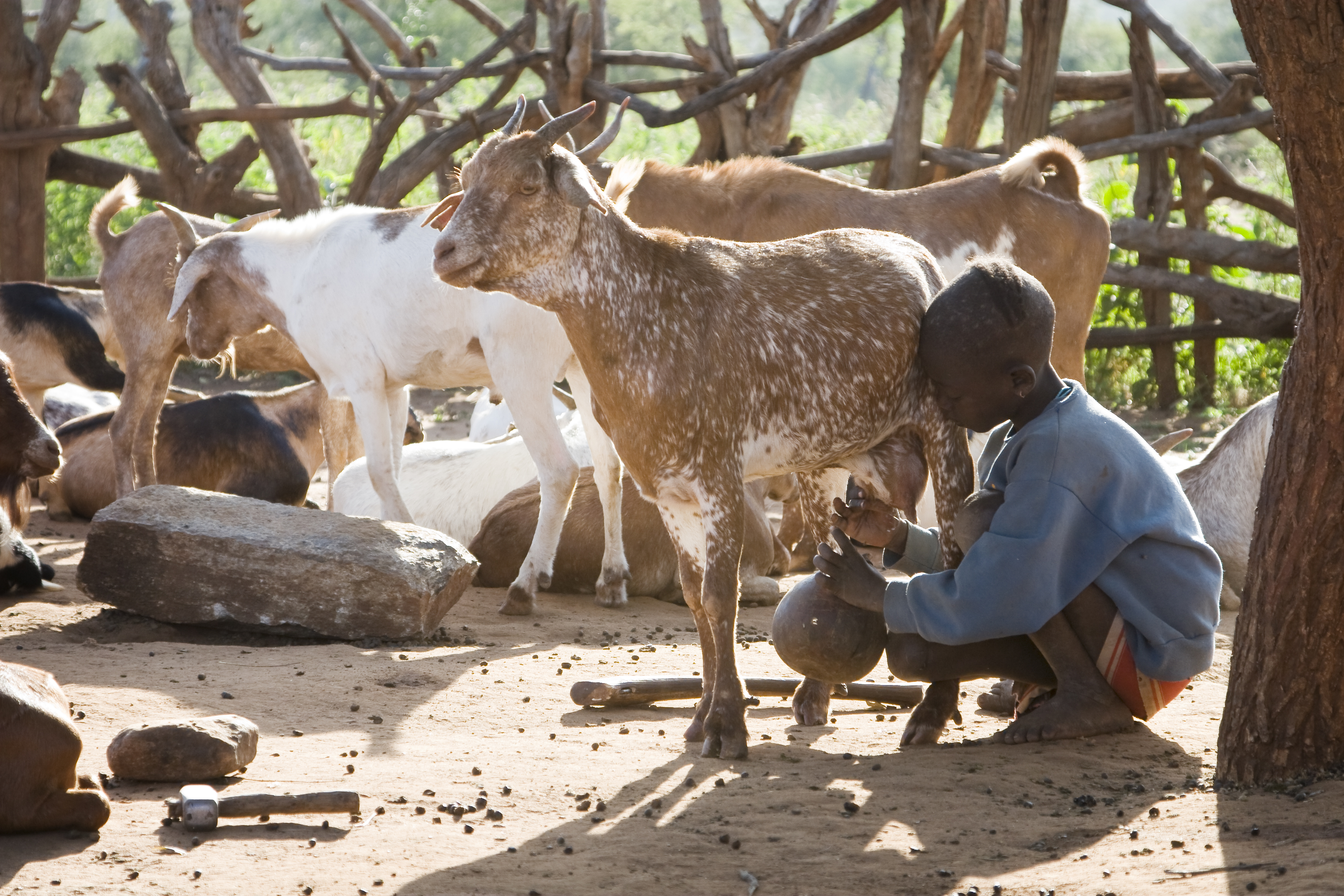 legs-webinar-livestock-and-nutrition-in-emergencies-nov-2020
